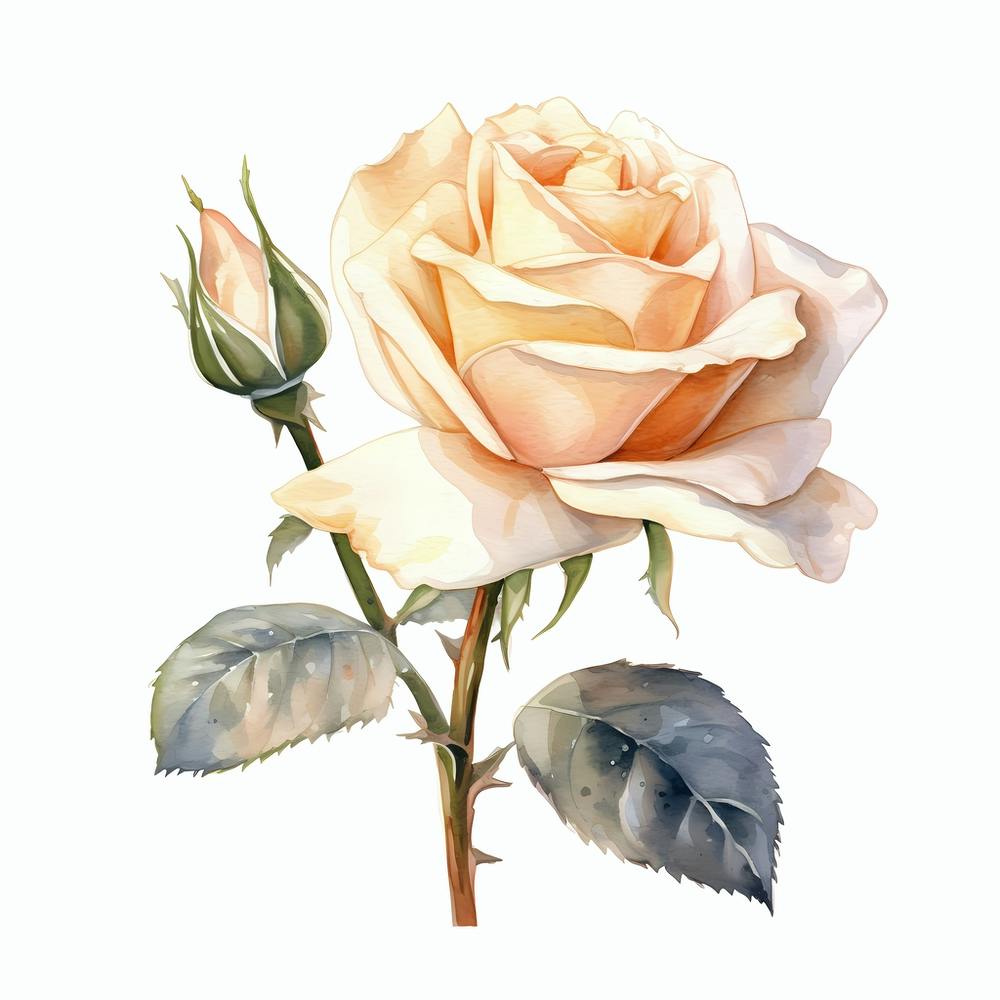 Watercolor Rose 3