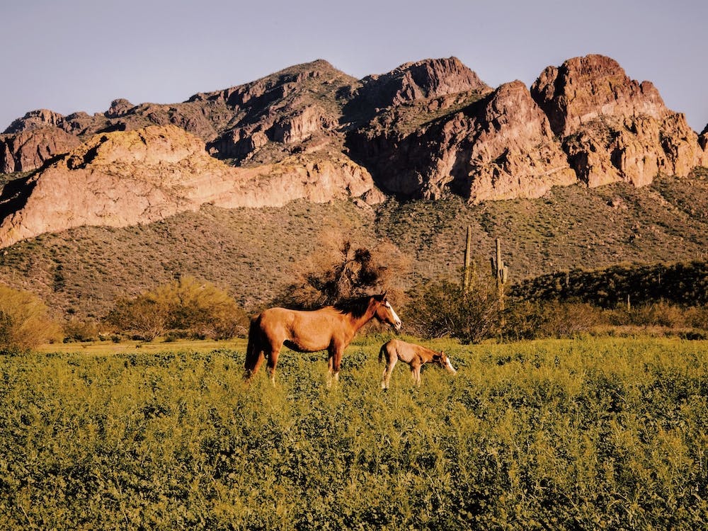 Salt River Canyon Horses