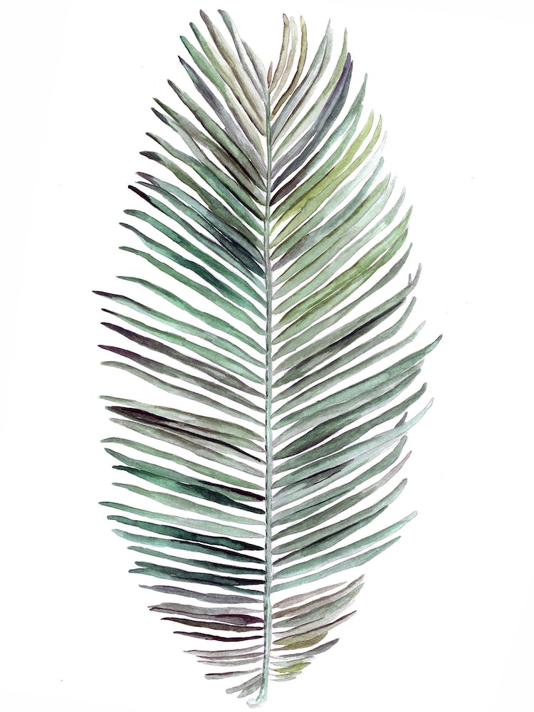 Botanical Illustration   Cocos Nucifera