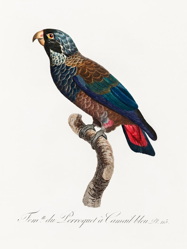 The Bronze Winged Parrot, From Natural History Of Parrots, Francois Levaillant