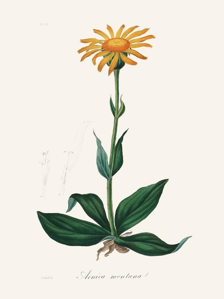 Vintage Botanical John Stephenson and James Morss Churchill_2731681