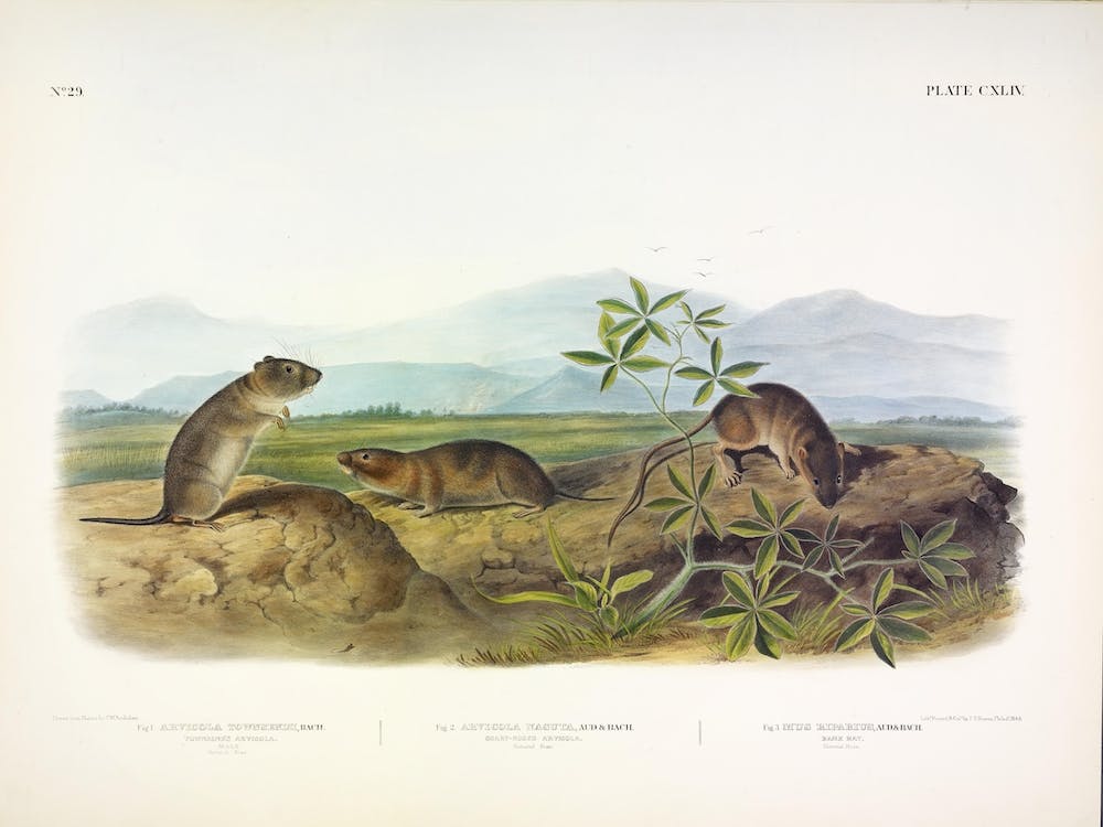Bank Rat, John James Audubon