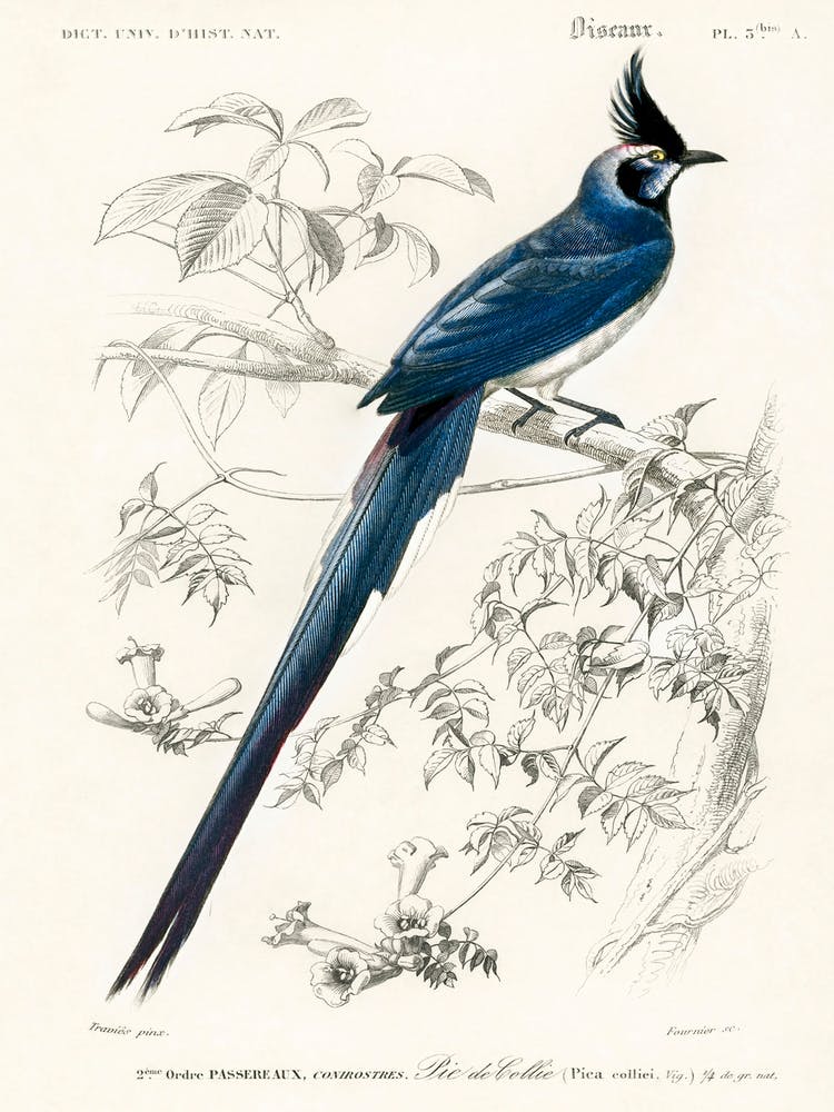 Black Throated Magpie Jay (Pica Colliei), Charles Dessalines D'Orbigny