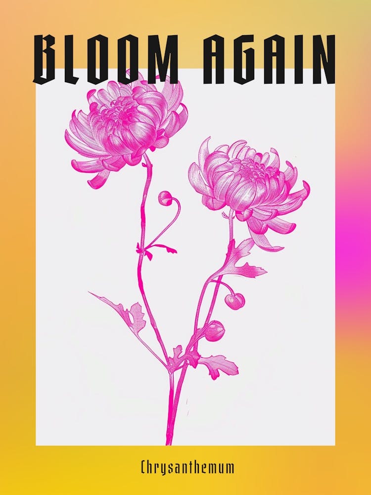 Hot Pink Chrysanthemum 2 Poster