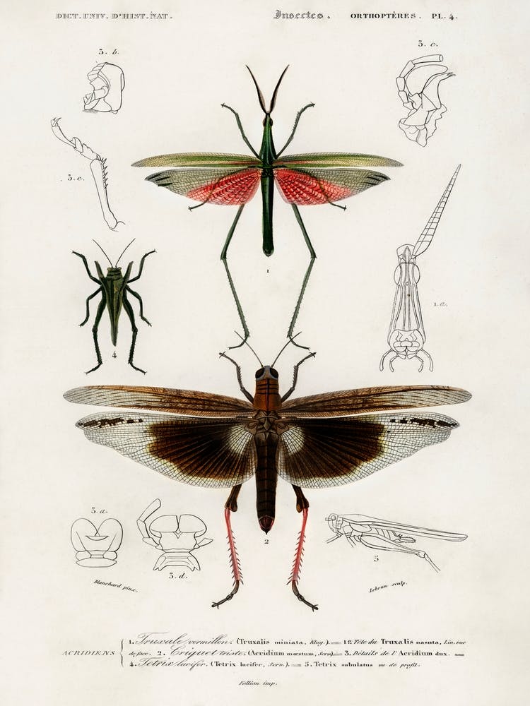 Different Types Of Bugs, Charles Dessalines D'Orbigny
