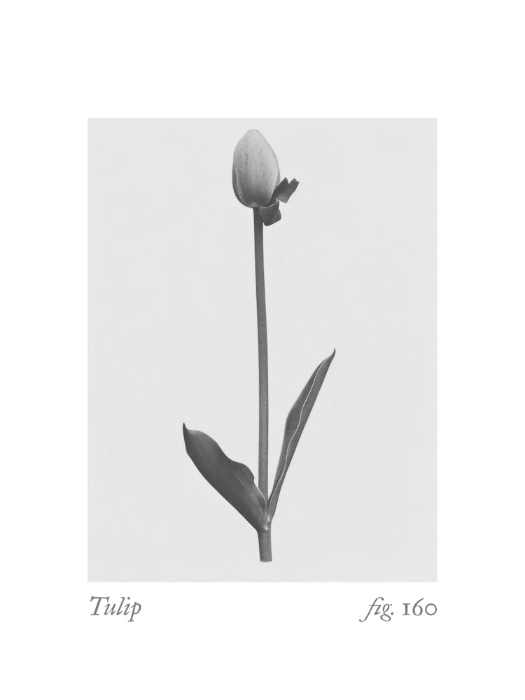 Tulip Botanical Collage 3