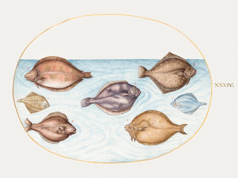Sieben Plattfische (1575–1580), Joris Hoefnagel