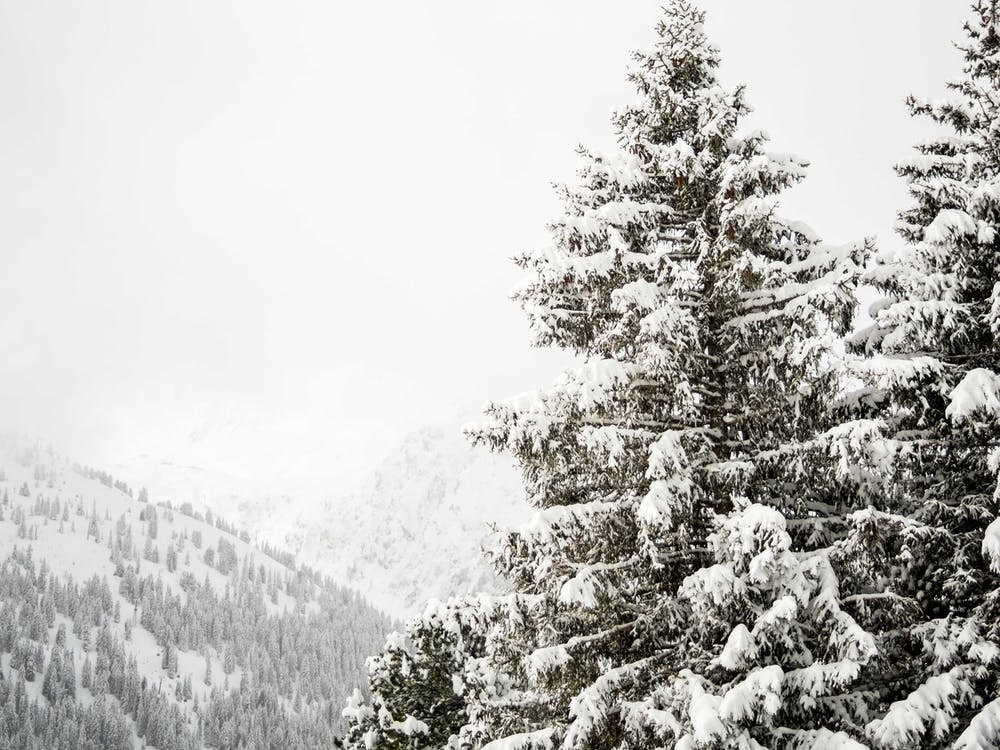Snow Covered Fir Trees