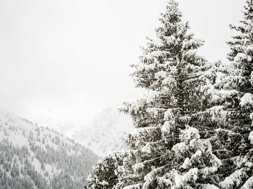 Snow Covered Fir Trees