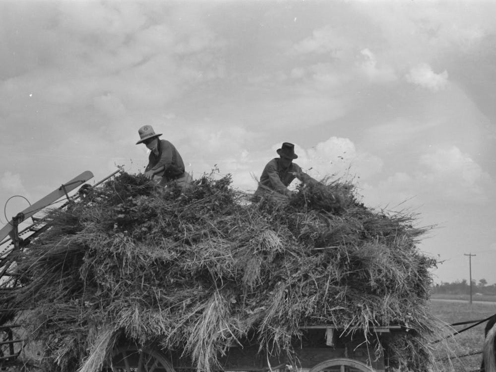 Untitled Photo, Possibly Related To Handling Soybean Hay From Loader Onto Wagon, Lake Dick Project, Arkansas