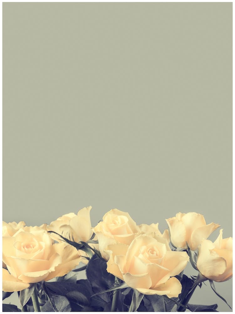 Roses