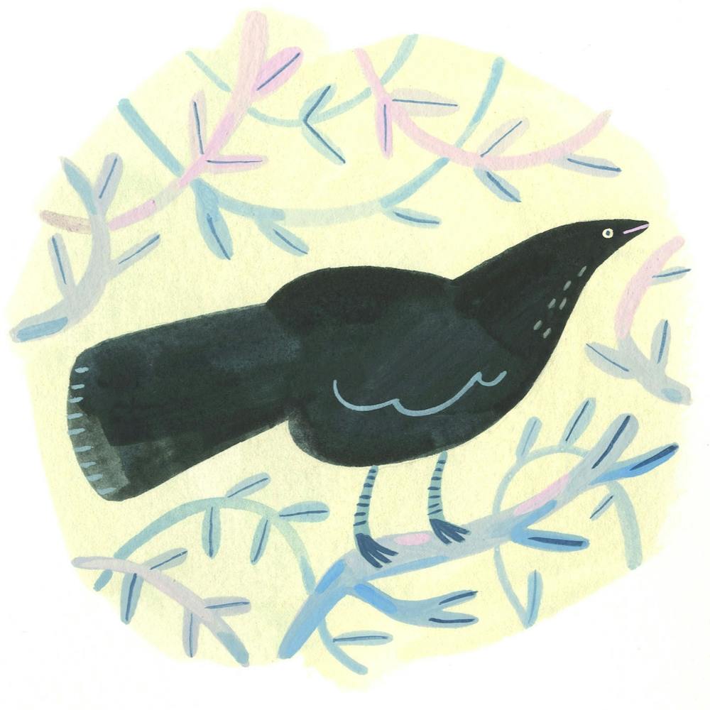 Blackbird