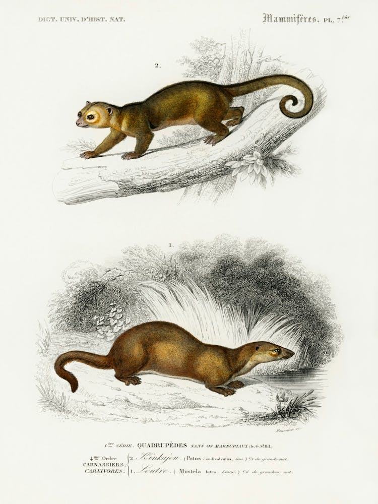 Kinkajou (Potos Caudivolvulus) And The European Otter (Mustela Lutra), Charles Dessalines D' Orbigny