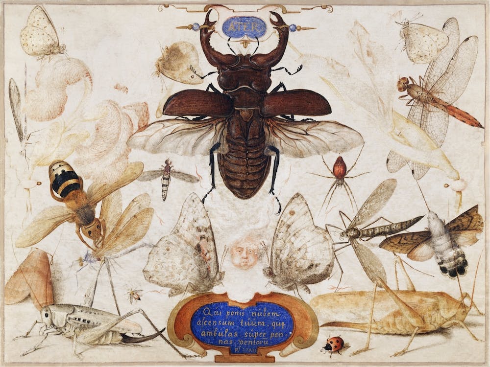Insects And The Head Of A Wind God, Joris Hoefnagel