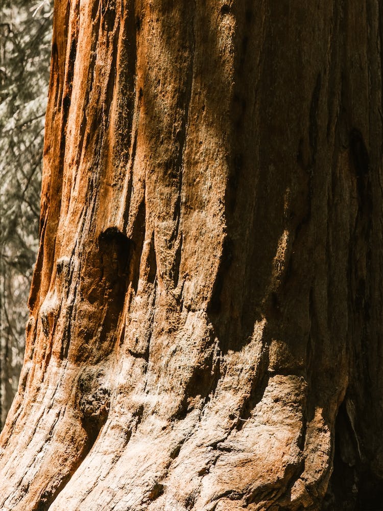Redwood Tree Trunk