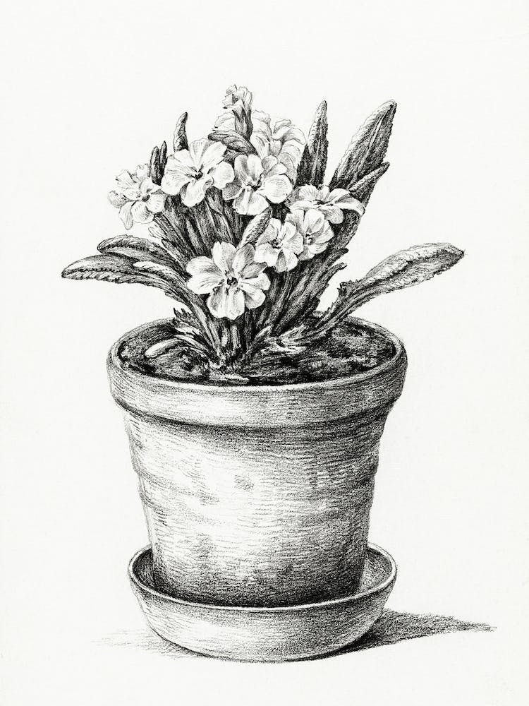 Potted Plant, Jean Bernard
