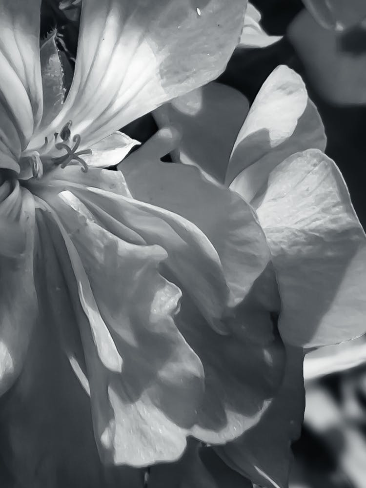 Close up flower