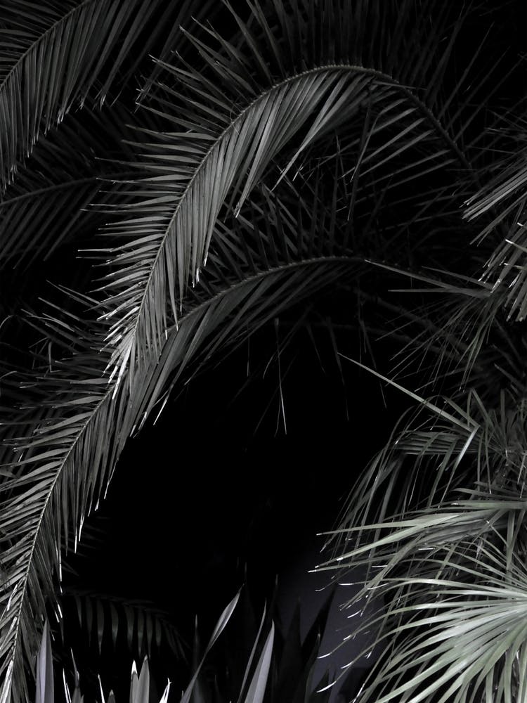 Tropical Garden 1i5