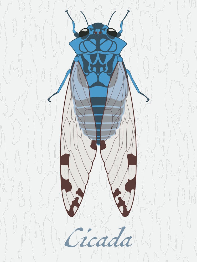 Cicada Bug Insect Australia Beetle 10