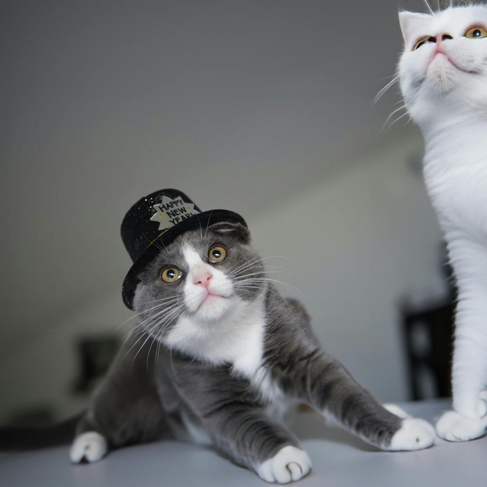 Two Cats In A Hat