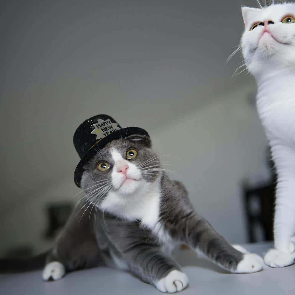 Two Cats In A Hat