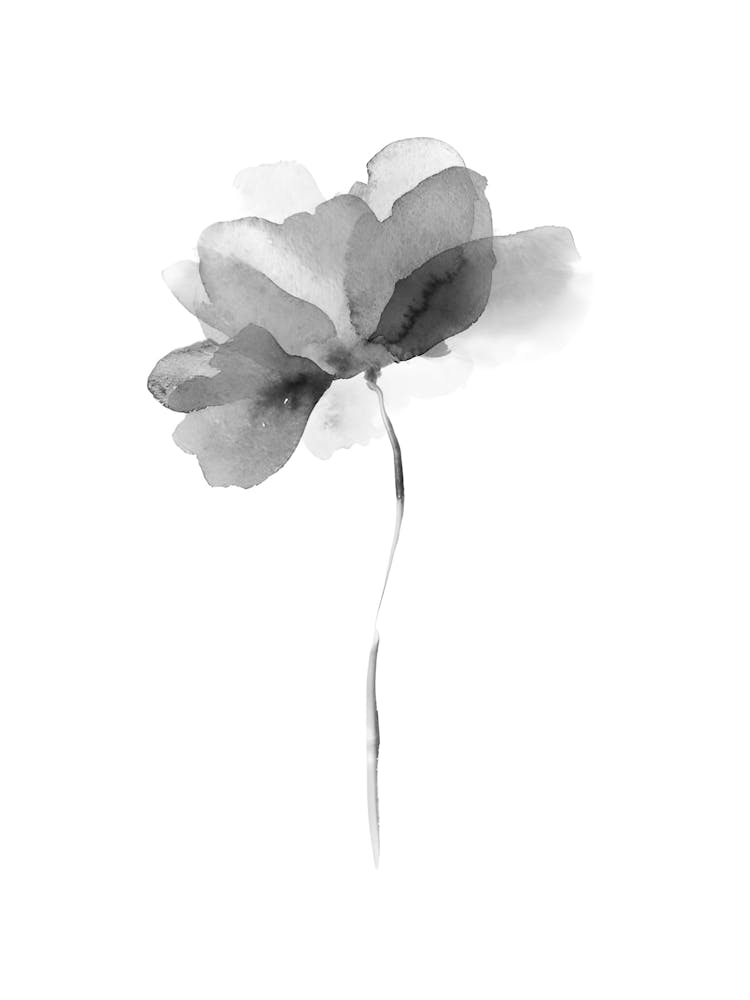 Poppy Flower 3