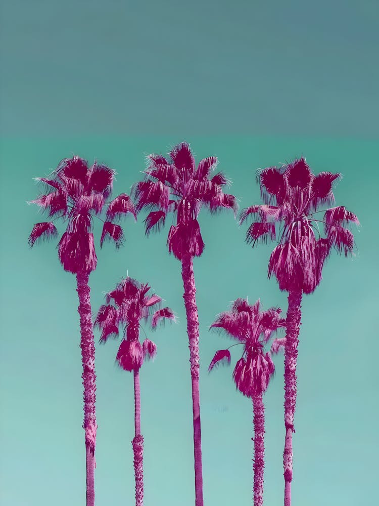 Palm Trees 5
