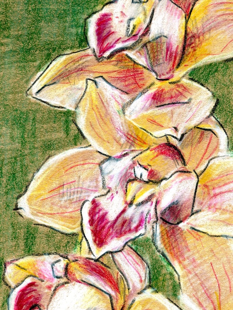 Yellow Orchids