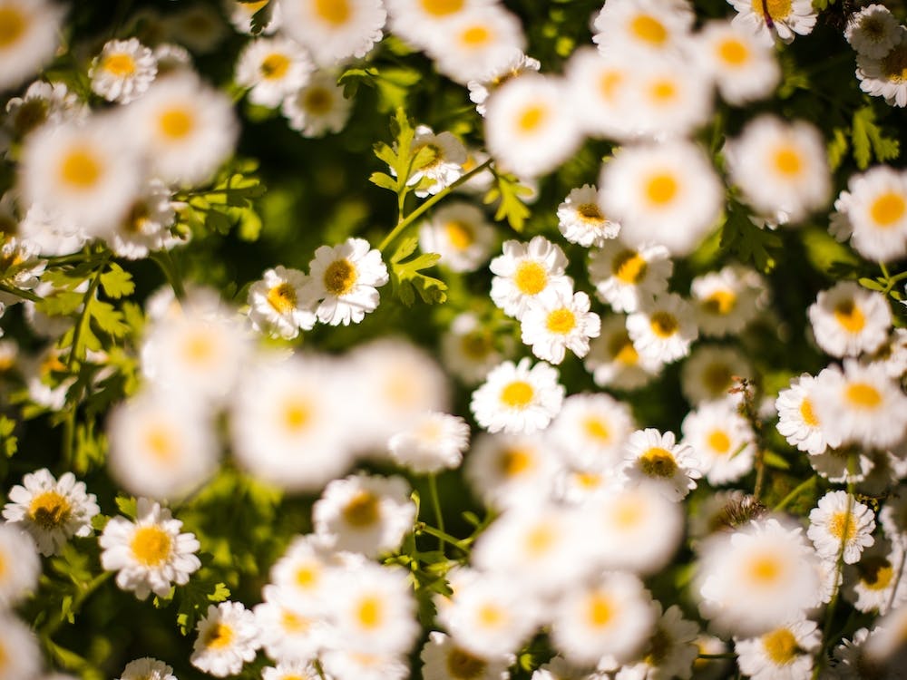 Marguerites d'Été