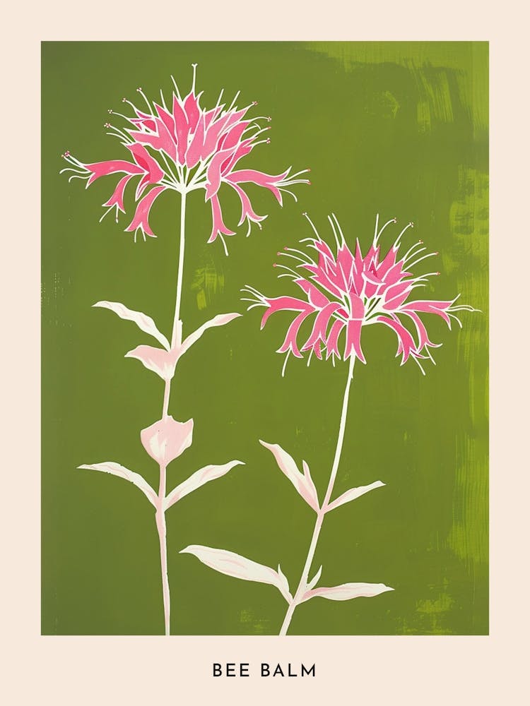 Pink & Green Bee Balm 1 Flower Poster