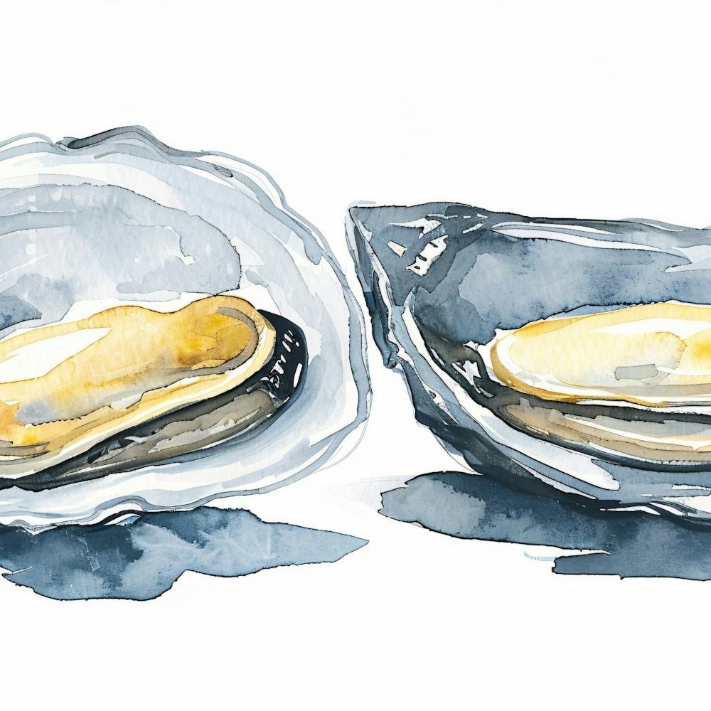 Watercolor Of Oysters