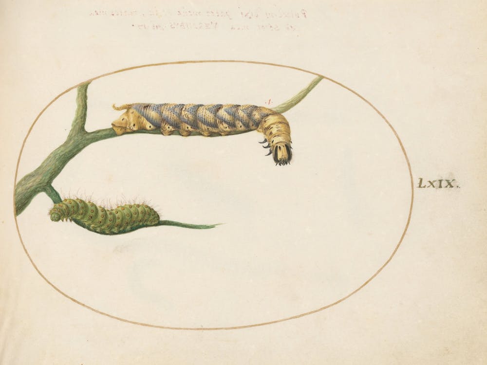 Animalia Qvadrvpedia Et Reptilia, Joris Hoefnagel (2) 1