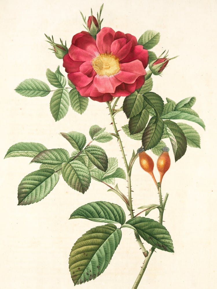 Rosa Rubiginosa
