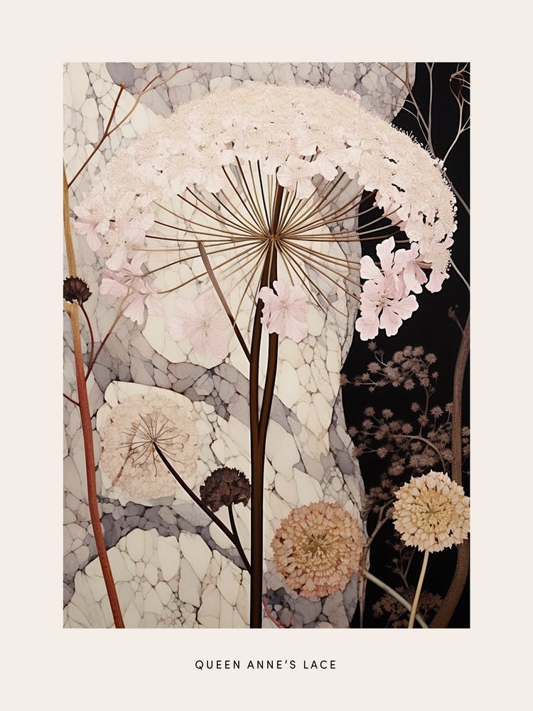 Blumenillustration Wilde Möhre 4 Poster