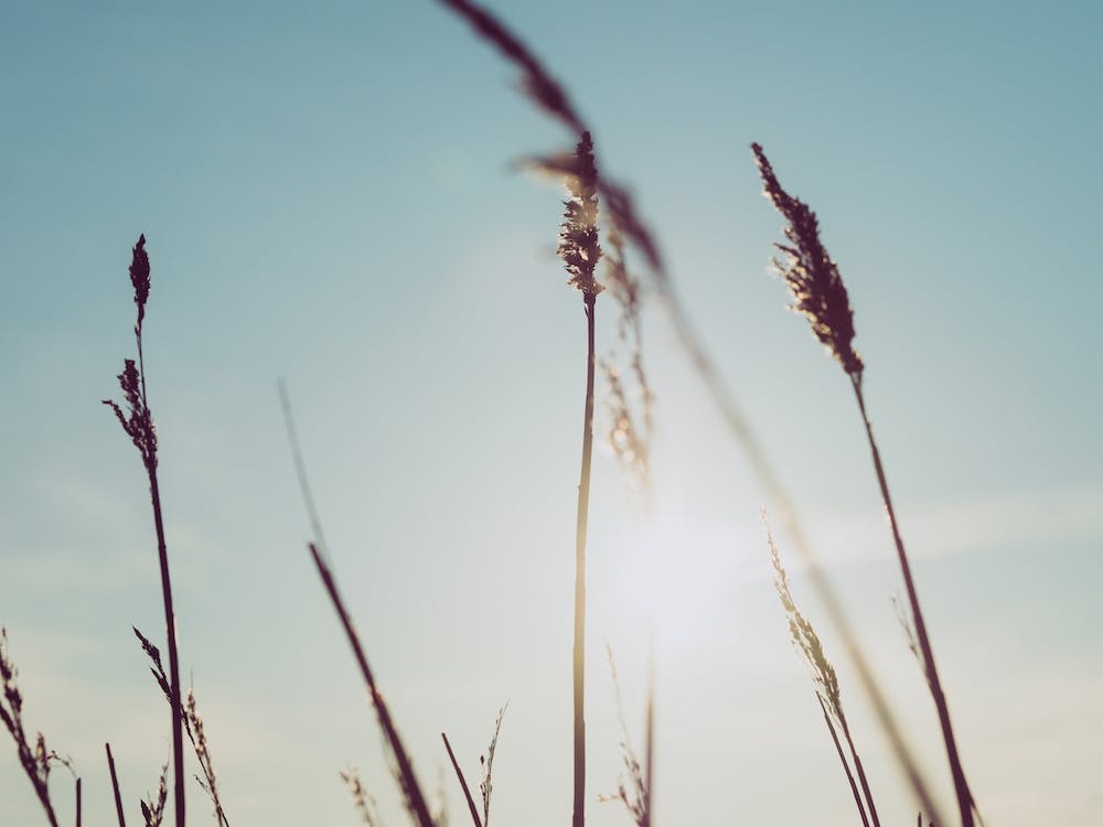 Reeds on the Beach 5