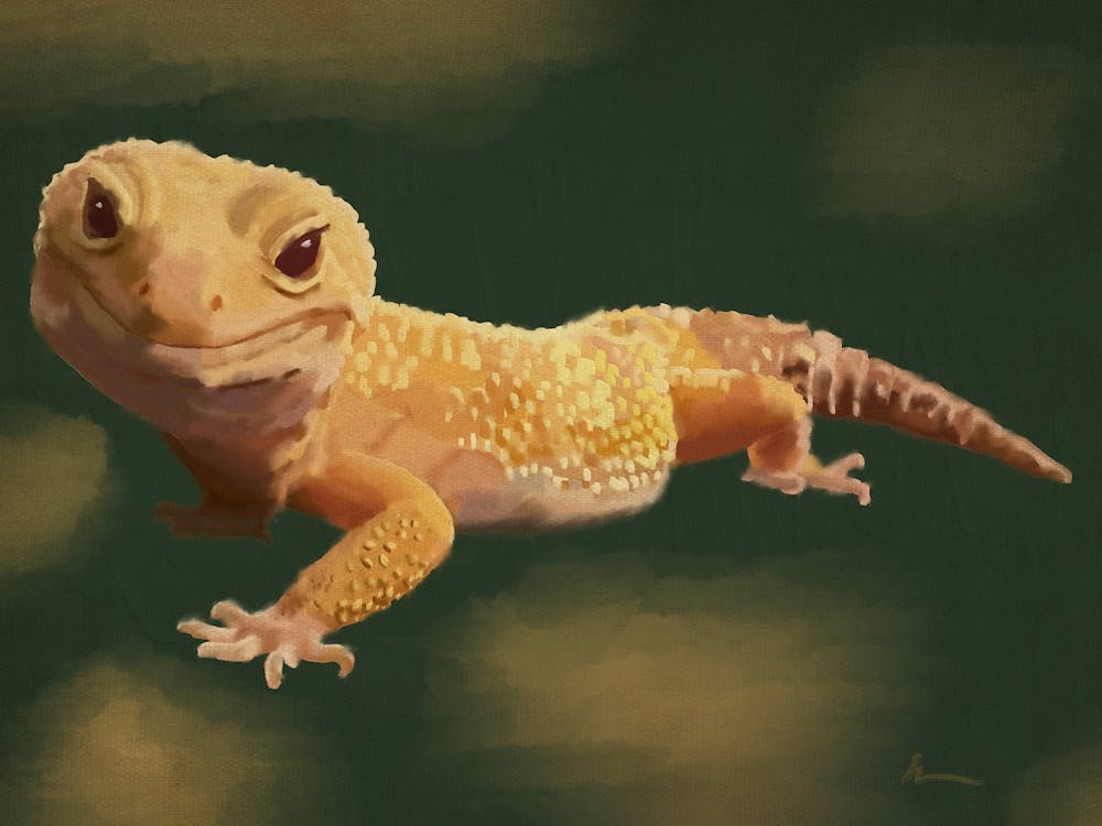 Leopard Gecko