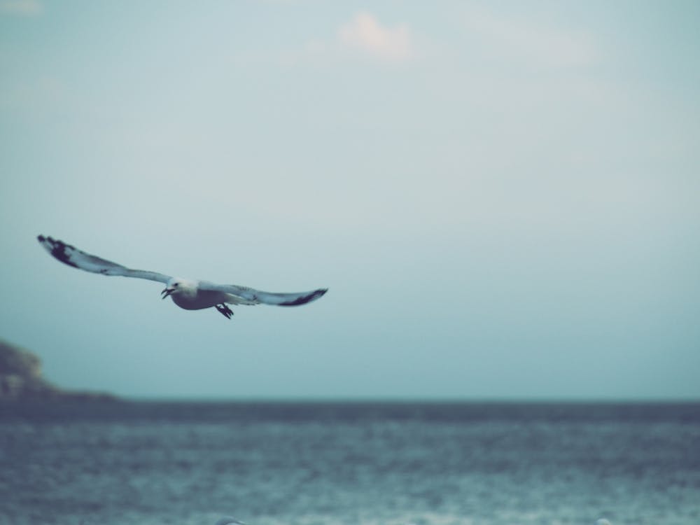 Seagull Flying
