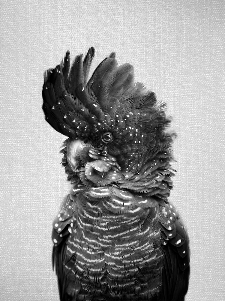 Black Cockatoo - Black & White