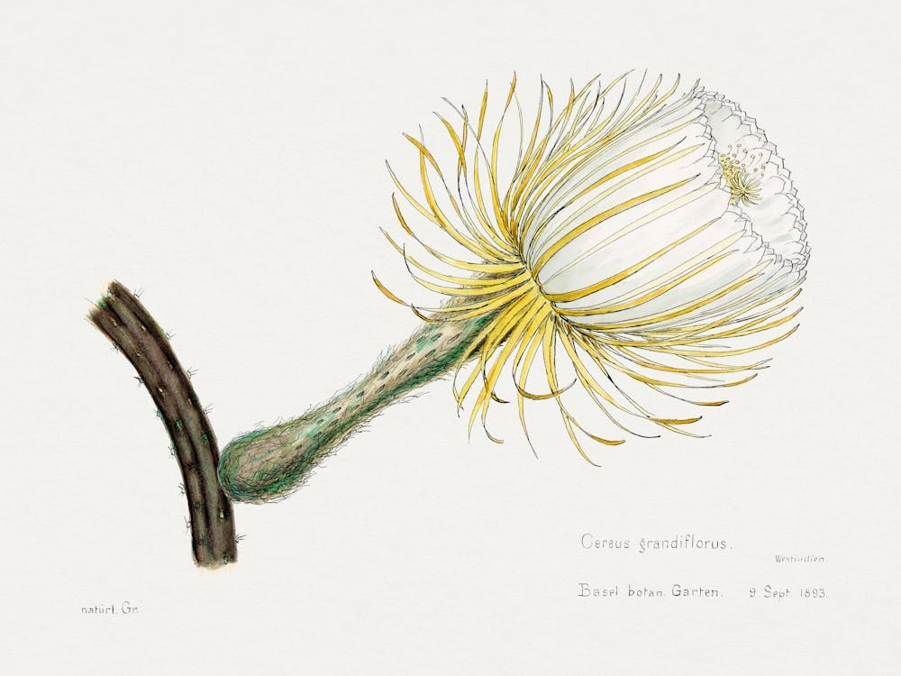 Snake Cactus, Familie Der Cacteen