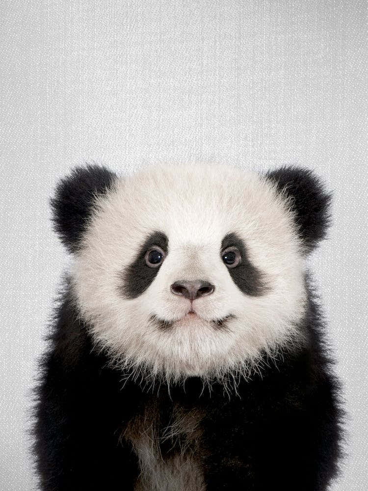 Baby Panda Bear