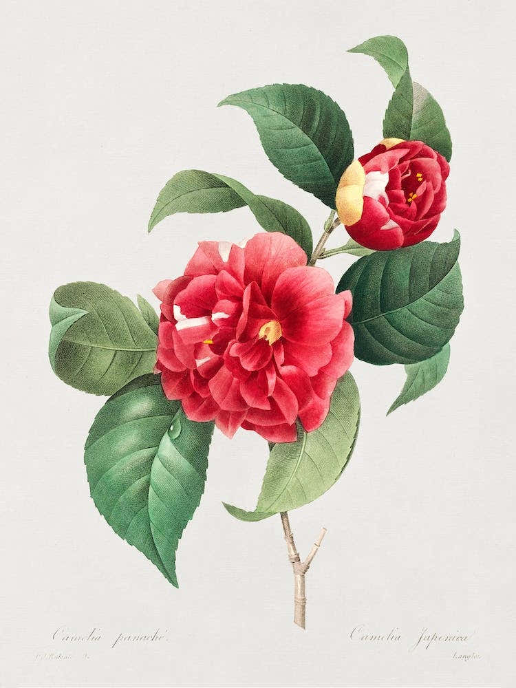 A Selection Of The Most Beautiful Flowers, Pierre Joseph Redouté
