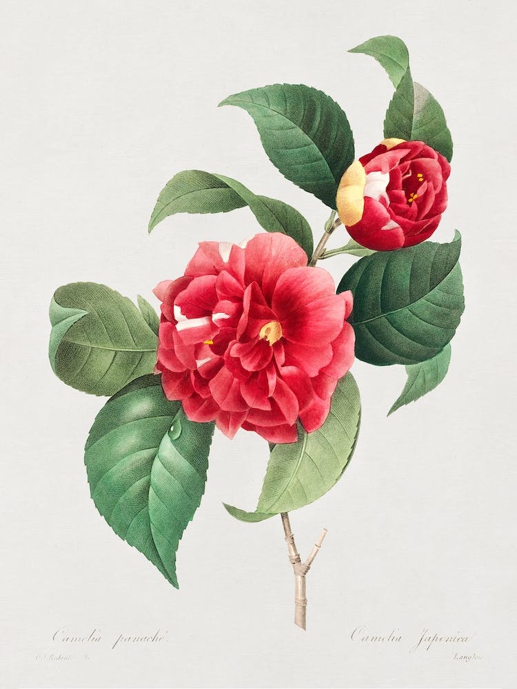 A Selection Of The Most Beautiful Flowers, Pierre Joseph Redouté