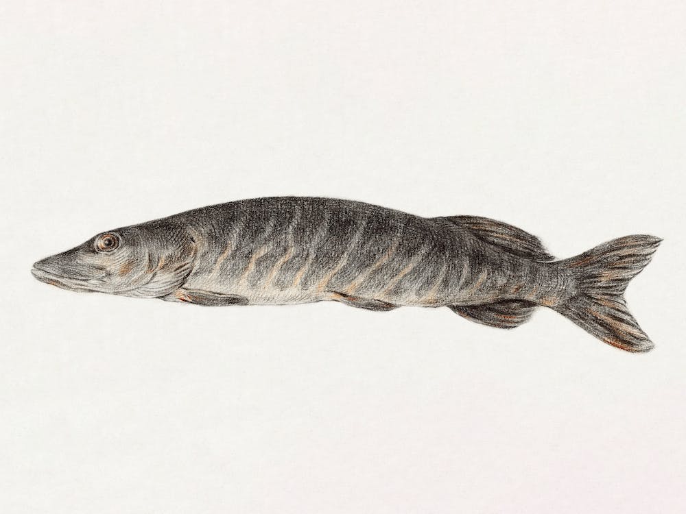 Pike Fish, Jean Bernard