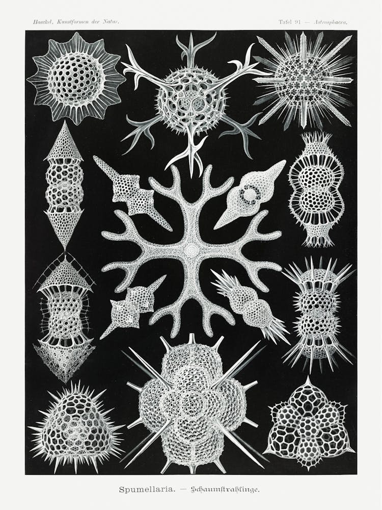 Spumellaria–Schaumstrahlinge (1904) By Ernst Haeckel