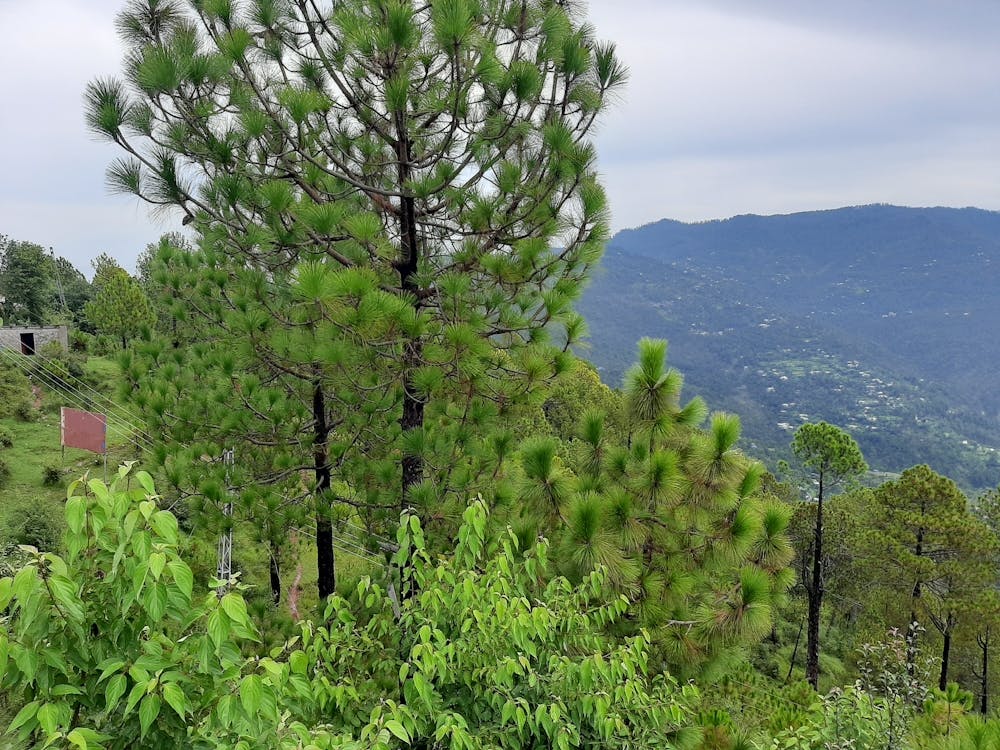 Pine Trees In The Mountains