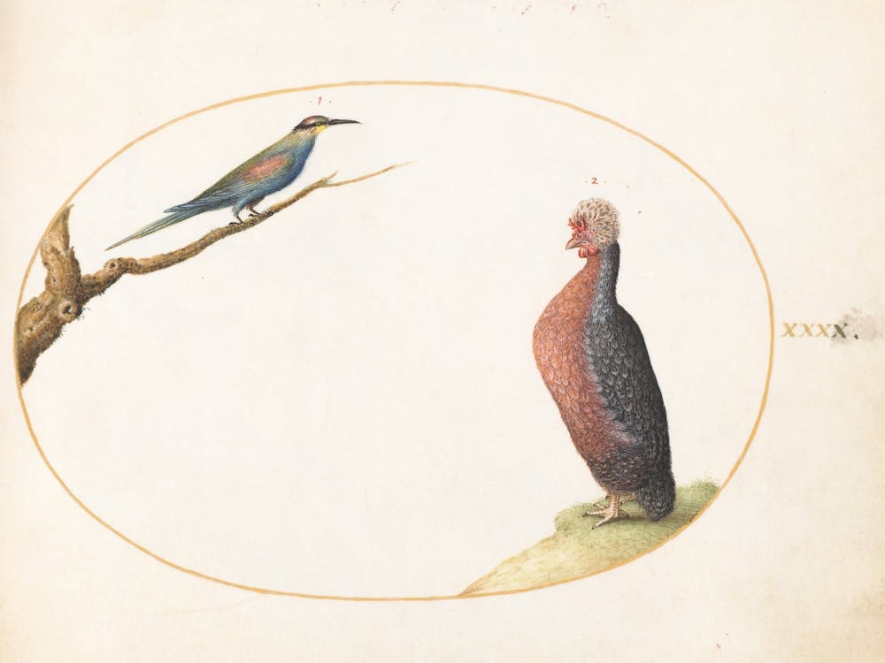 Flying And Amphibious Animals, Joris Hoefnagel 1