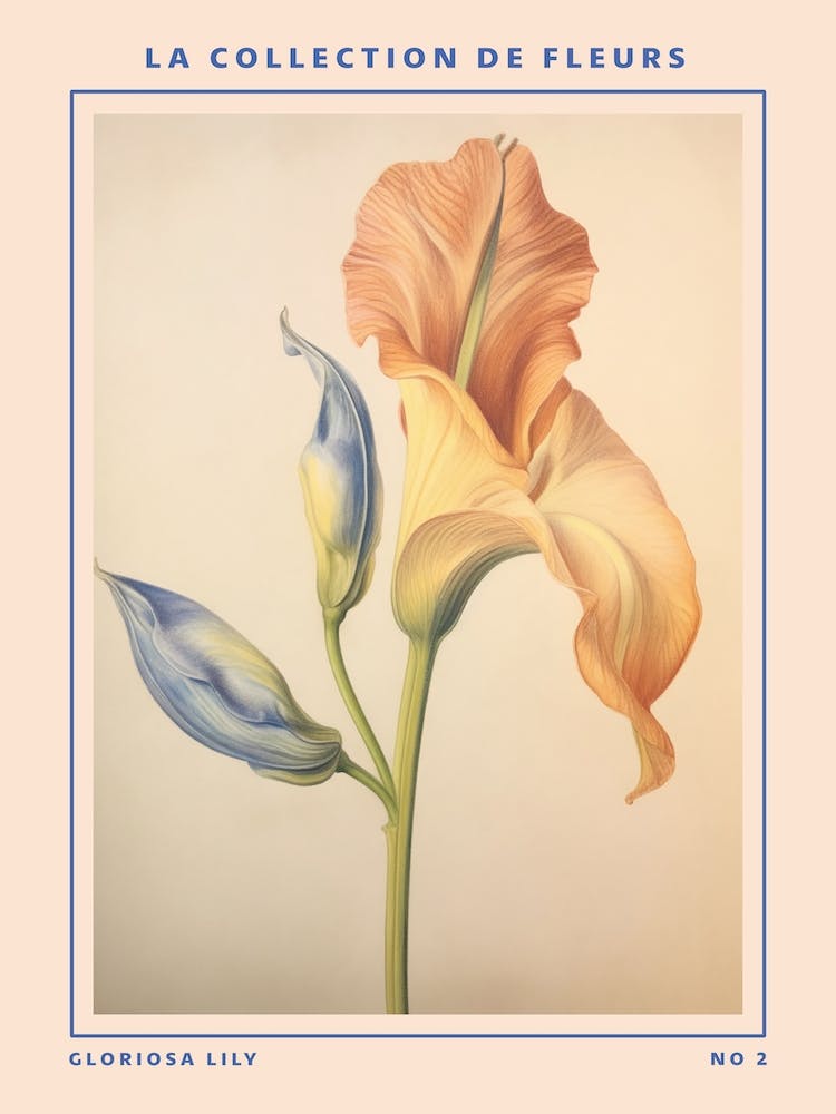 Gloriosa Lily 2 French Flower Botanical Poster