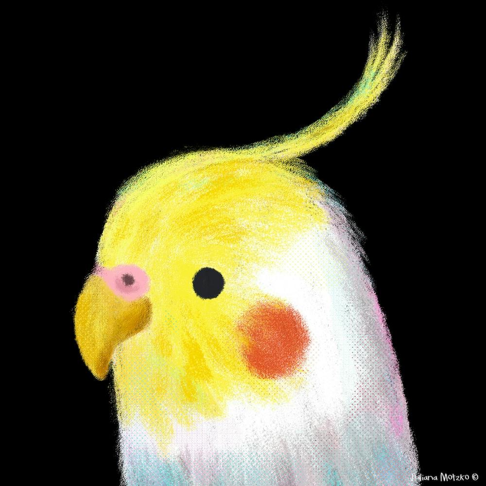 Cockatiel