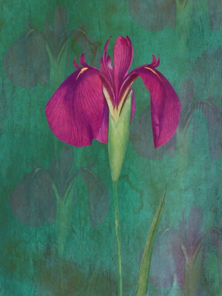 Purple Iris 2