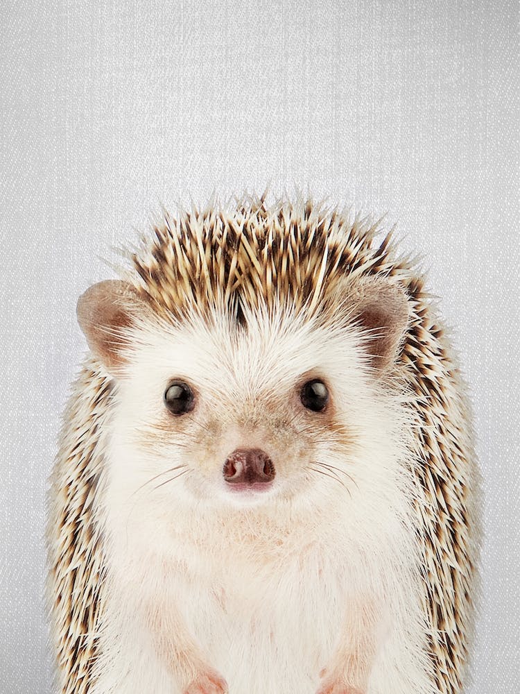 Hedgehog
